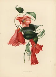 Chilean bellflower or copihue, Lapageria rosea (Lapegeria rosea)